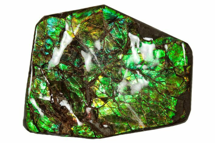 Flashy Ammolite (Fossil Ammonite Shell) - Brilliant Greens #336347